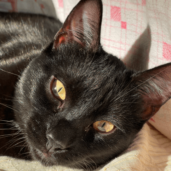 Image of Noemi's black cat